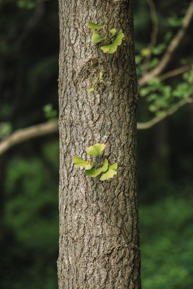 进入3月植树忙，有空地就种“4种树”，能看能吃，越大价值越高