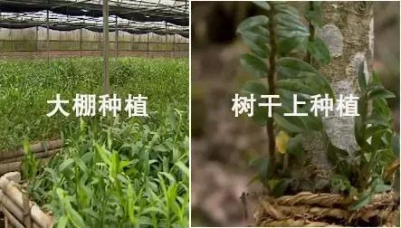 号称长寿“仙草”，石头缝里蹦出来的宝贝植物，还有不错的利润