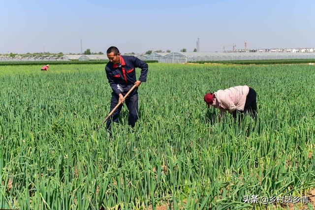 种植大葱如何让葱白长得粗、长、实？只需做好5点，多年经验