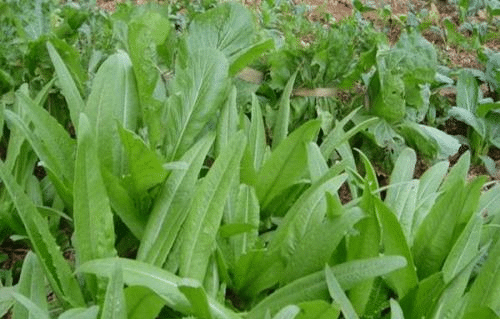 农户们需要的油麦菜高效种植技术在这里