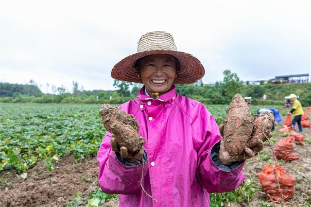 在大大的田地里面挖呀挖呀挖！湖北最大红薯基地迎来采收季，丰收节当天喜签2亿元采购大单