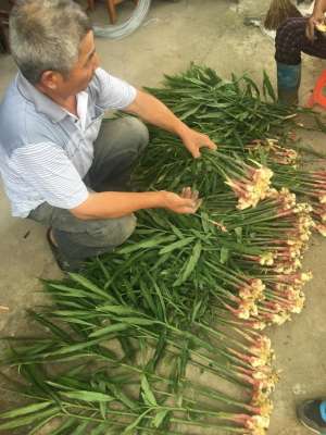 浙江种植姜(吃货们 今年第一批新丰生姜上市啦)