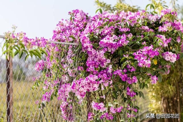 此植物名曰：蒜香藤，一年可长到2米高，生性顽强，四季花开不断