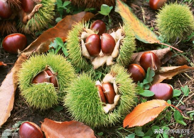 板栗种植技术，种植方法既简单又方便，不妨学习一下