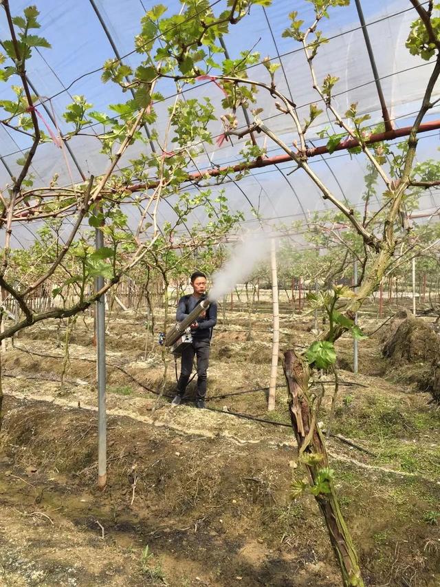 宁德90后合作社踏出致富路！让希望之花盛开在田野上