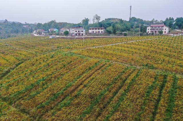 大豆优质高产种植技术，这些方法掌握住，丰收不用愁！