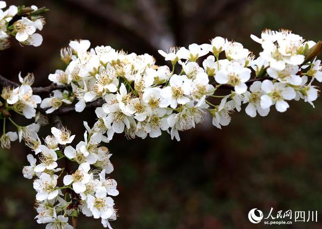 四川仁寿：李花开似雪，中看又中“吃”