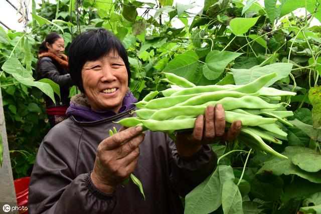 大棚豆角栽培技术