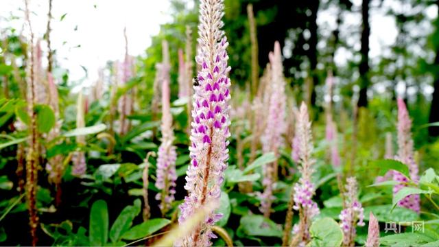 【赣鄱夏日】石参根开出美丽“致富花”