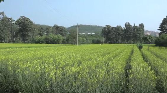 管理粗放、节省劳力、生长旺盛，黄花菜的种植就是这么简单