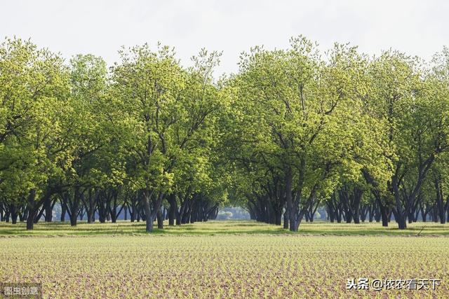 国产碧根果发展潜力大却困难多，引种栽培近百年，现仍依赖进口