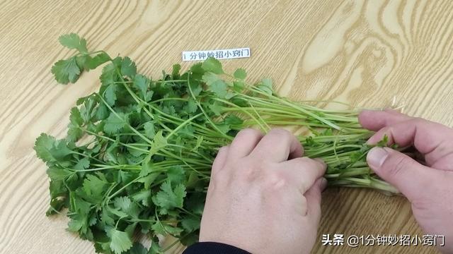 把香菜放进塑料瓶里，真是厉害了，多亏卖菜阿姨教我方法，涨知识