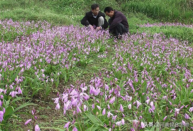 中药材追肥用什么肥料？中药材壮根肥哪个好？生根用什么肥料好？