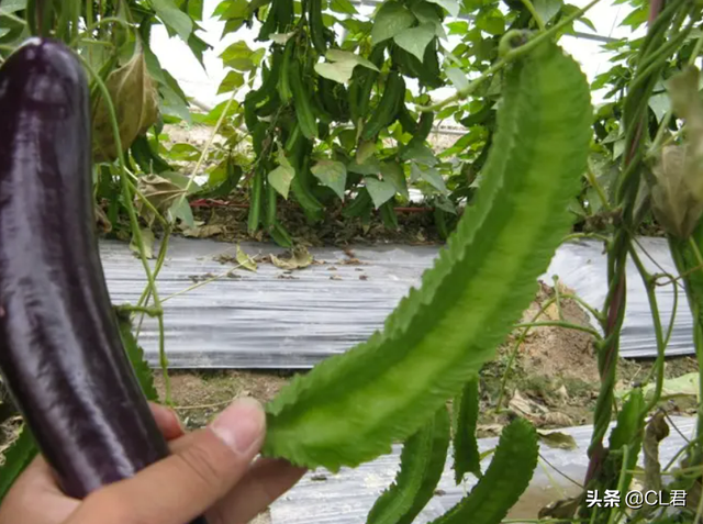 夏至之前，这种菜可以种植，耐热抗旱，9-10月收获，菜农不要错过