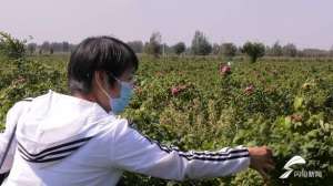 潍坊玫瑰花种植基地(“小玫瑰”成了“大产业”昌乐县百亩“玫瑰花海”国庆假期人气旺)