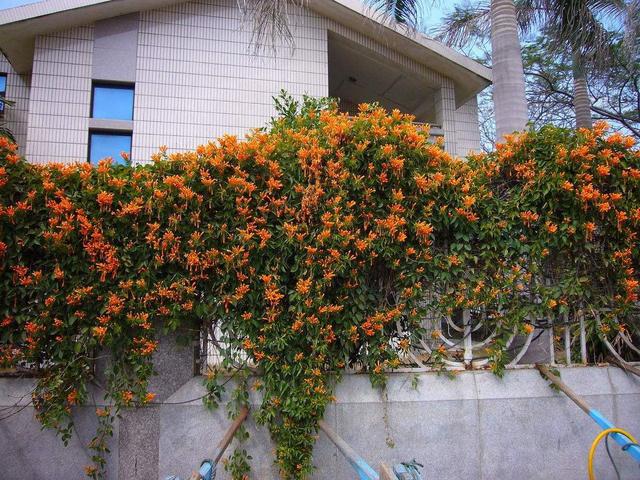 炮仗花是最接地气的花卉植物，开花量大种植简单，花期长