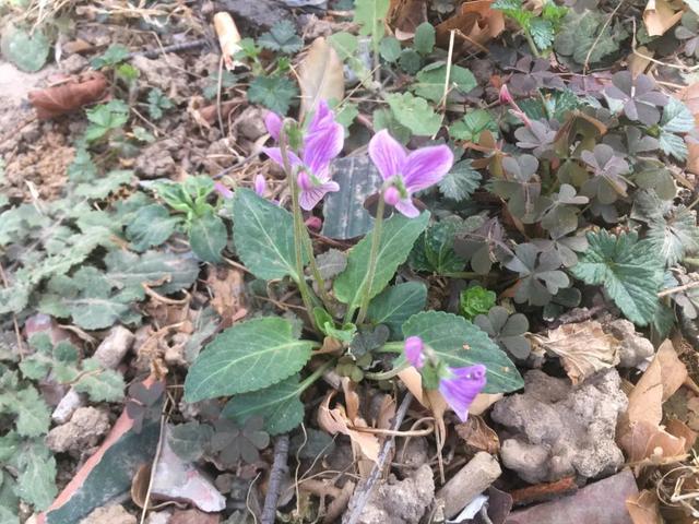 早开堇菜丨跟「紫花地丁」很像的野菜，药食同源，认识吧？