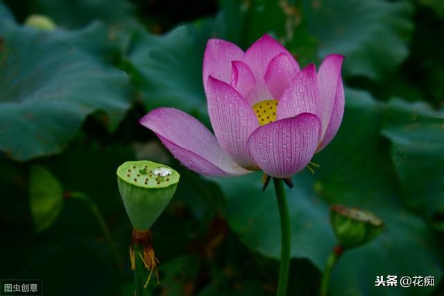 家里大缸大桶别闲着，拿来种菜藕很合适，开花又结藕