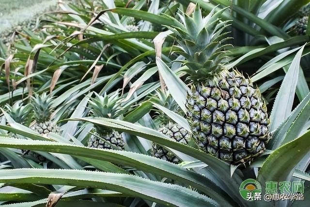 菠萝种植时间及方法