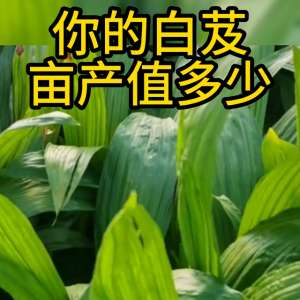 独叶白芨种植技术(白芨高产精心的管理少不了#农业种植)