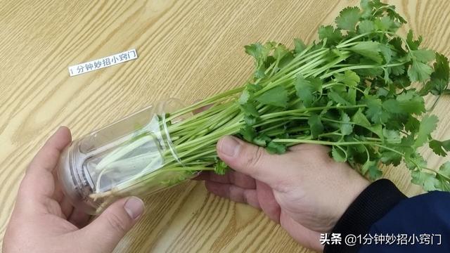 把香菜放进塑料瓶里，真是厉害了，多亏卖菜阿姨教我方法，涨知识