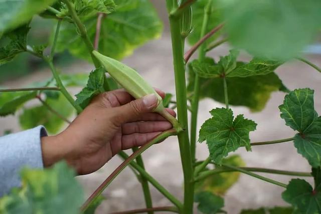 可养成盆栽的秋葵，种下2个月后就能不断采摘豆荚