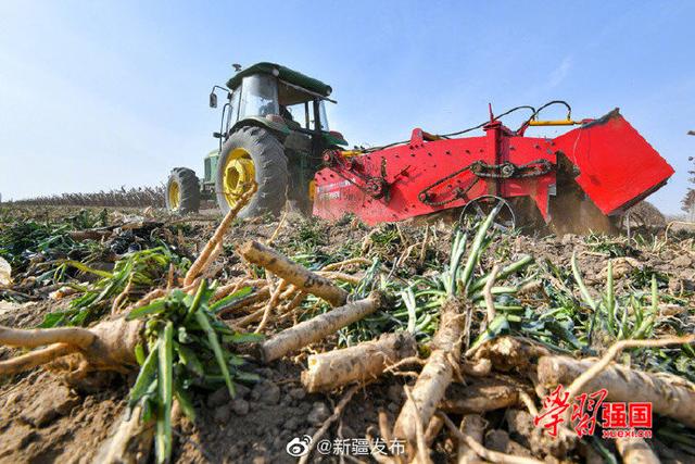 新疆哈密：5000余亩板蓝根丰收 订单种植拓宽增收路