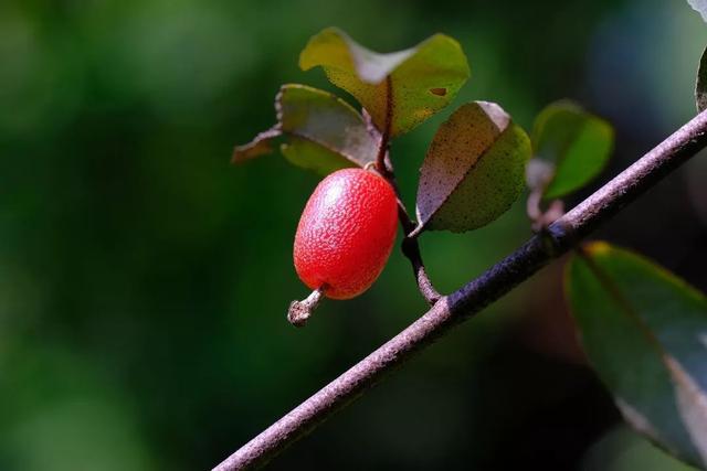 俗称“羊奶子”，儿时当零食，如今被偷砍，你家山里若还有，珍惜