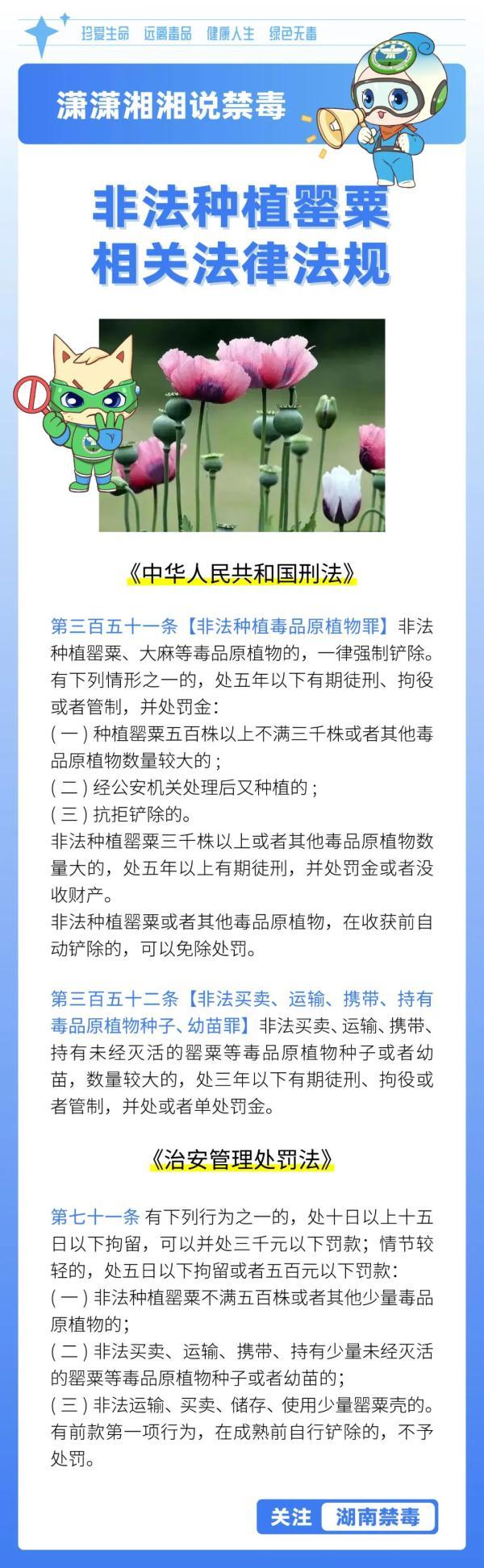 种植罂粟“尝鲜”、治病、观赏……湖南多人受罚