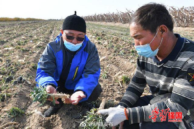 新疆哈密：5000余亩板蓝根丰收 订单种植拓宽增收路