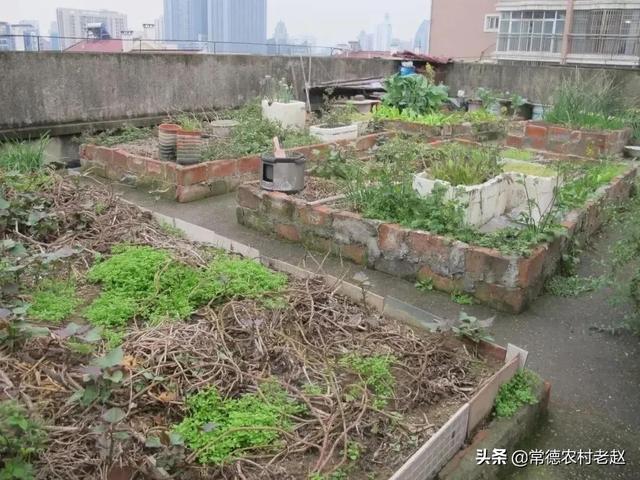 想在农村的房顶上种菜，必须考虑这几点，否则是快乐自己影响他人