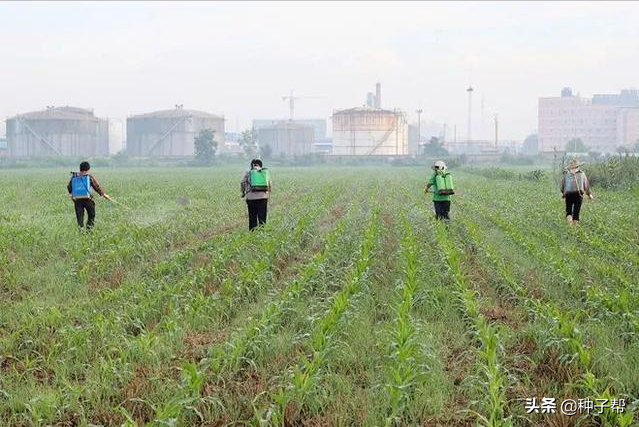 秋季种牧草有哪些优点？千万别乱种，这几款牧草耐寒、多年生