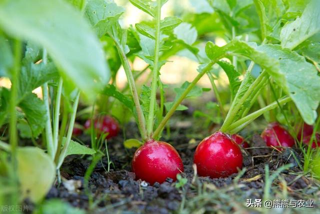 4月要到了，种植蔬菜多了，南、北方具体可以种植什么蔬菜