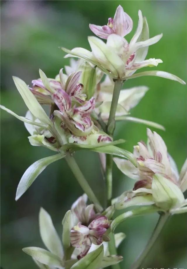 开花很香的十个建兰品种，无需鼻孔凑近便可闻香，都是便宜的好花