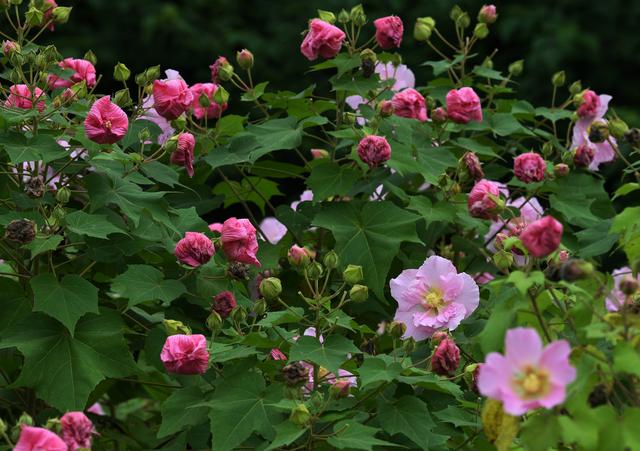 成都金堂：快来打卡！鲜花山谷30万株矮化芙蓉正值盛花期