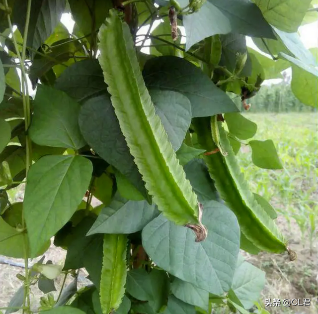 夏至之前，这种菜可以种植，耐热抗旱，9-10月收获，菜农不要错过