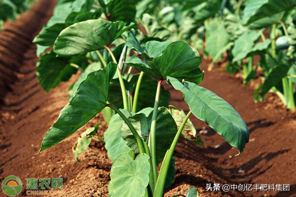 芋头的阳台盆栽种植技术