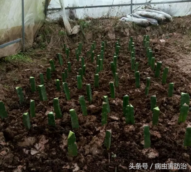 种植火龙果想高产，掌握这些技巧很重要