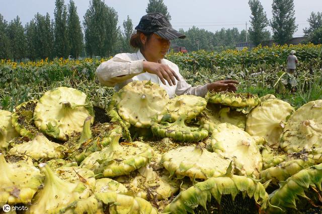 向日葵有哪些种植技巧？看完以下几点，助农民种植高产优质向日葵