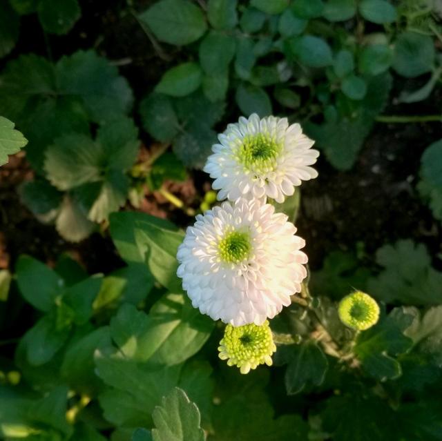 小菊花这么养，开花量大！开花后管理小技巧