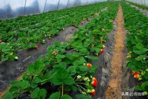 种植塑料大棚(塑料大棚环境下草莓栽培技术要点分析)