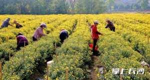 种植信息(遍地金黄又迎收获季：菊花种植美了乡村富了村民)