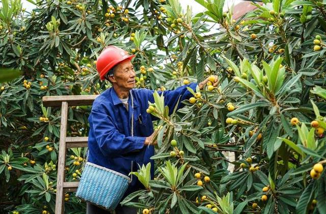 莲都这些农户登上了央视 看他们如何不靠天吃饭？