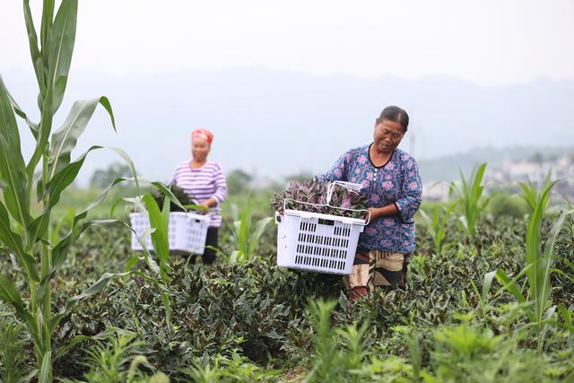 #（经济）贵州黄平：野菜驯化种植催生农业新业态