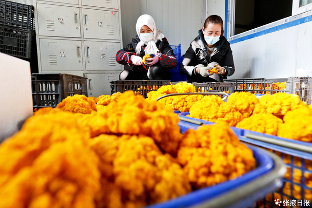 民乐：金灿灿的金耳菌，成为农户增收“金饽饽”