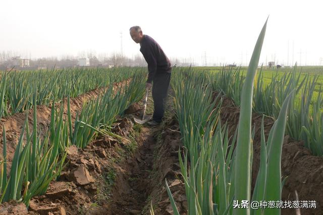 大葱生长期分为哪几个阶段？大葱生根用什么肥料好？