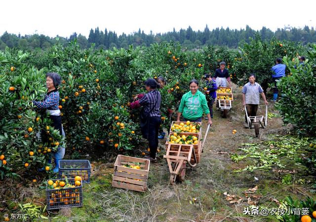 柑橘嫁接常用的砧木品种、嫁接方法，及各类砧木特点和嫁接步骤！