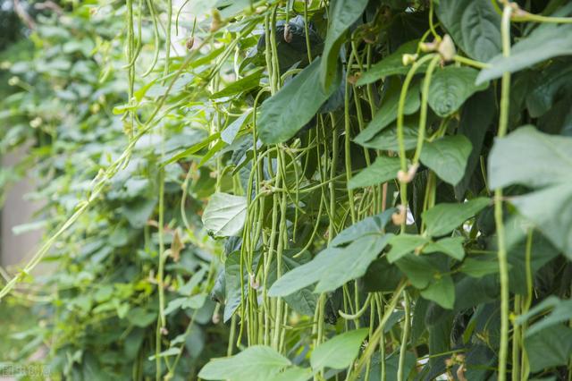 豆角种植技术要点及管理举措研究，学到就是你的，还不来看吗？