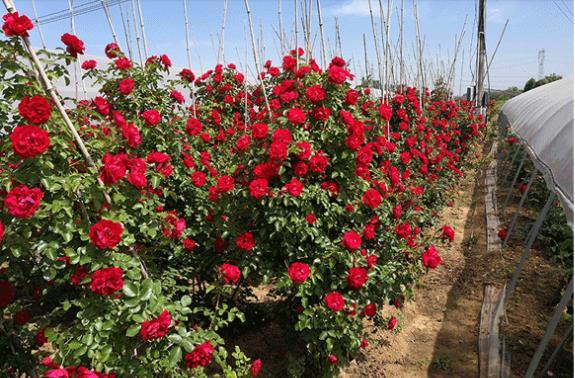 藤本月季花的栽植养护技术