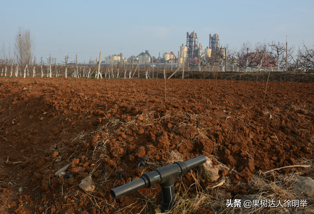 大樱桃栽培管理标准化都有些哪些技术，你学习了解了吗